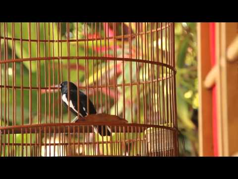 VIDEO : murai kampung/ magpie robin -  ...