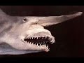 weird marine animals