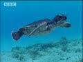 Supernatural powers of ocean animals - BBC