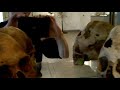 Elongated Human Skulls Up Close And Personal images Elongated Human Skulls Up Close And Personal