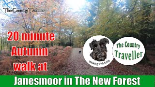Autumn Virtual Walk in the forest at Janesmoor, The New Forest, with Edith the Miniature Schnauzer
