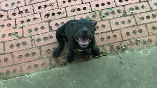 Staffordshire Bull Terrier - 16 Week Old Male Pup
