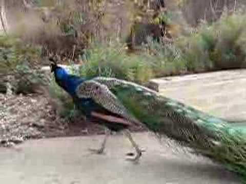 peacock california santa anita mall