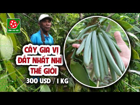 Nông dân miền Tây thử nghiệm thành công CÂY VANI siêu đắt đỏ của vùng Madagascar @Đỉnh Cao Việt
