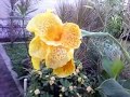 Canna Flower