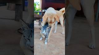 Dog Ask Kitten, Dont Leave Alone