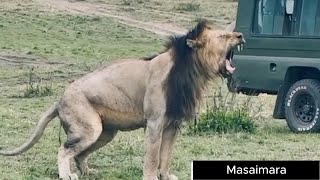 Poop Like A King King Lorkulup Black Rock Male Lion 29 September 2024