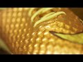 Nike Hypervenom Phantom Gold Neymar