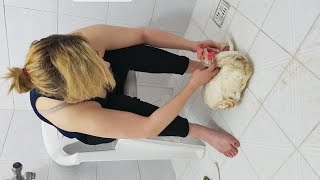 Woman Butcher Chicken Educational Video