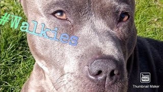 Walkies Picture Montage Cute Blue Staffy Glitch