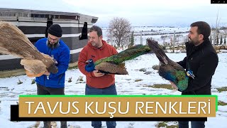 Türkiyenin Tavus Kuşu Çiftliğinden Farklı Renkler