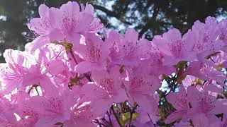 Очень Красивое Видео #4 Весна, Природа
