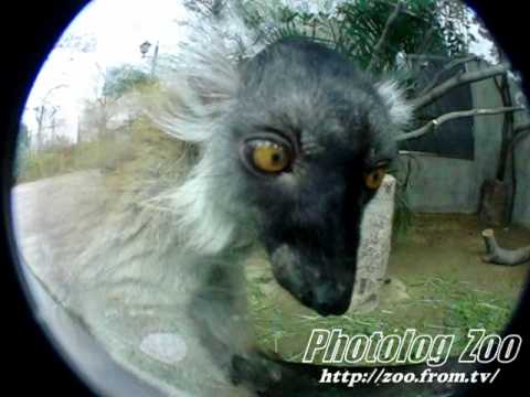 Black lemur 人懐こいクロキツネザル