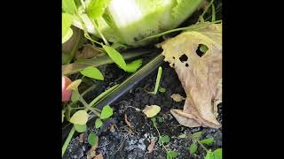 Chinese(Napa) Cabbage