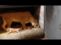 New Video of Lion Cubs #CZBGLionCubs - Cincinnati Zoo