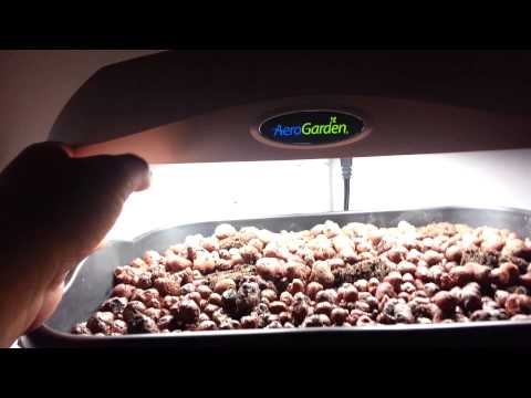 10 Gallon Fish Tank Aquaponics