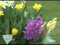 Vorgetriebene Zwiebelblumen im Balkonkasten