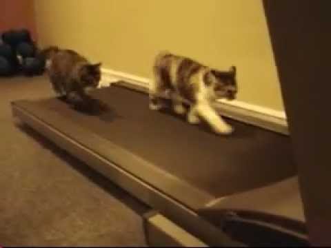 Cat Using Treadmill