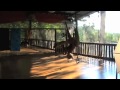 Sofiah from Bamboo Yoga Play performs yoga swing routine - mesmerising!