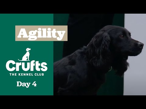 Championship – Small/Medium - Agility Final ​Crufts 2025