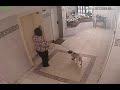 Dog escapes near death from elevator