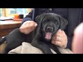 Puppy Labrador 1st Week at Home Destruction and Exploration - Cute