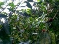 Cojiendo Cafe de costa rica