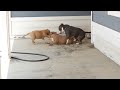 American Bully Dog Fight!! Bully Battle!!