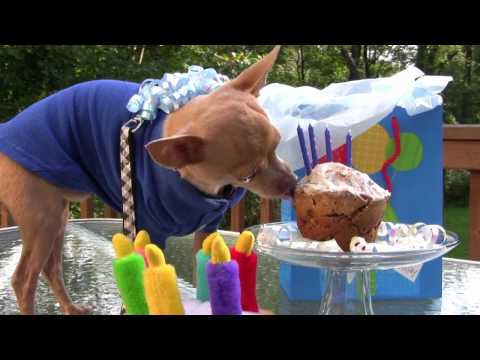 Tommy Chihuahua's 4th Birthday - Cutest chihuahua ever!