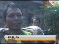 image Heboh Penemuan Ular Phiton Sepanjang 3 Meter