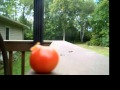 Shooting a Cherry Tomato with a airsoft gun