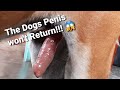 UNRETRACTABLE PENIS | PARAPHIMOSIS IN DOG 🐕|