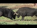 Peleas-De-Toros-De-Lidia Play and Stream Toros De Lidia Peleando Pelea De Toros Bravos free ...