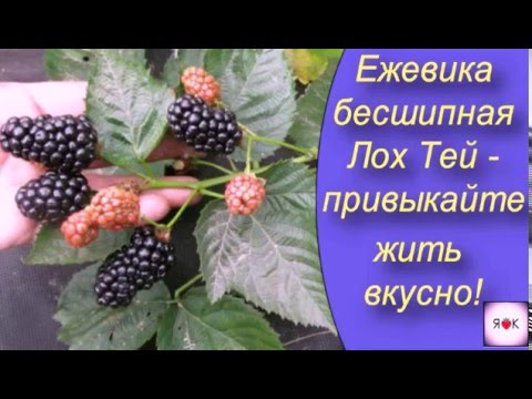Лох тей ежевика выращивание и уход Лох тей ежевика выращивание и уход