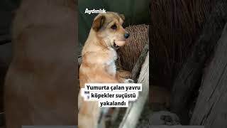 Yumurta Çalan Yavru Köpekler Suçüstü Yakalandı