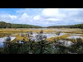1 Hour  Relaxing Nature Sounds - Birds Singing at Rocky Neck State Park Trail CT