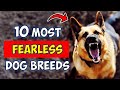10 Most Fearless Dog Breeds in the World
