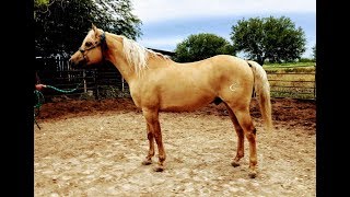 RANCHOLAROSA. MATTDILLON DUNITNICE SEMENTAL RANCHOLAROSA#CUARTODEMILLA