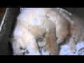 breastfeeding cat