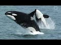 Cryptids Mermaids Tales And Legends Stdwytk images Cryptids Mermaids Tales And Legends Stdwytk