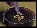 BOTANICA dal seme alla pianta