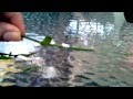 Animal que parece una plumita blanca puede ser venenoso!