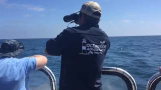 Oceanside Whale And Dolphin Watching Adventures