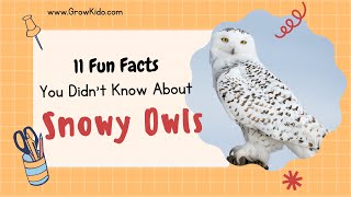 11 Amazing Snowy Owls Facts You Didn't Know [Must Check #6]