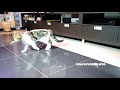 Cat Rocky playing fetch