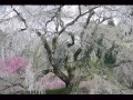 桜Cherry Blossoms