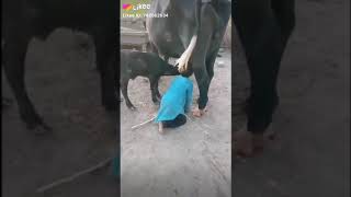 Mujra Song Sonhay Aa