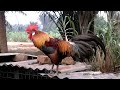 Pikat Ayam Untuk D Jual images Pikat Ayam Untuk D Jual