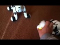 spin marter robot dog Zoomer's secret tricks
