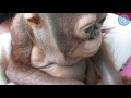 Unseen Footage from Budi's Rescue download mp3 dan video Unseen Footage from Budi's Rescue